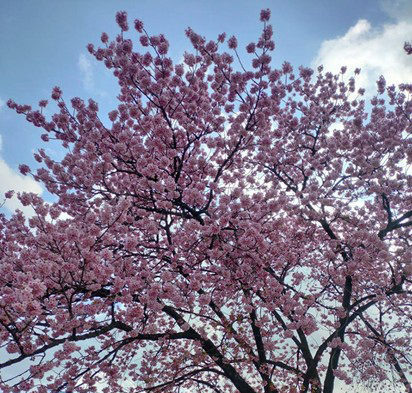 Trees