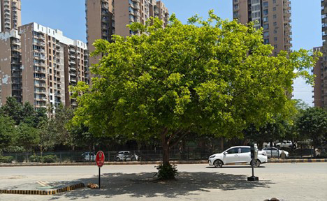 Endurance of a Tree